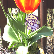 tulip