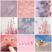 pink moths