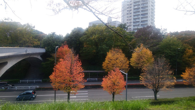 IMG-20221028-135437.jpg