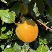 IMG-4050