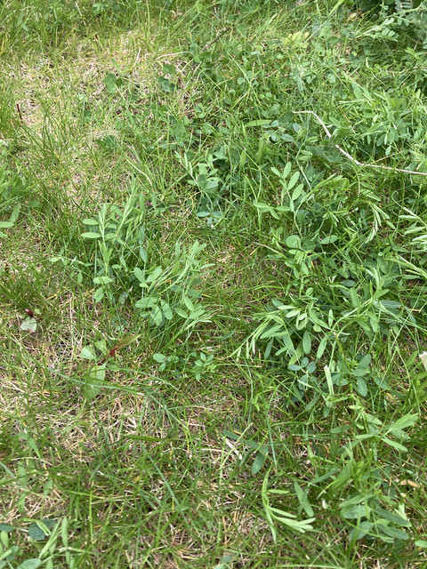 IMG-7092