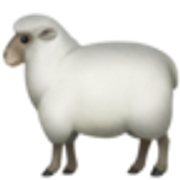 ewe-1f411