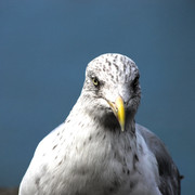 IMGP7796