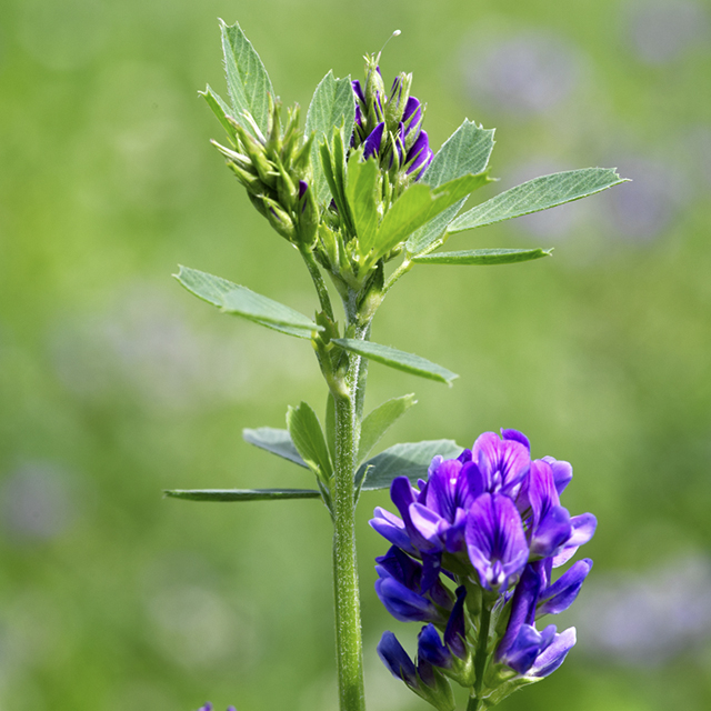 Luzerna (Medicago sativa)