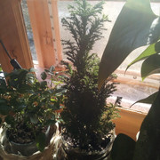 IMG-20220401-085912
