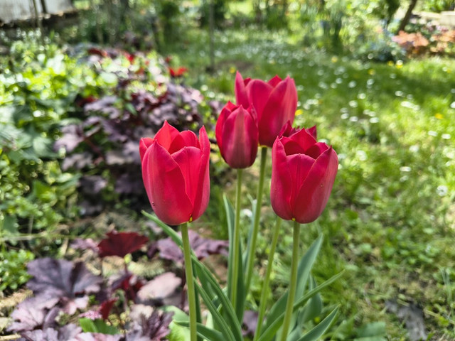 tulip.jpg