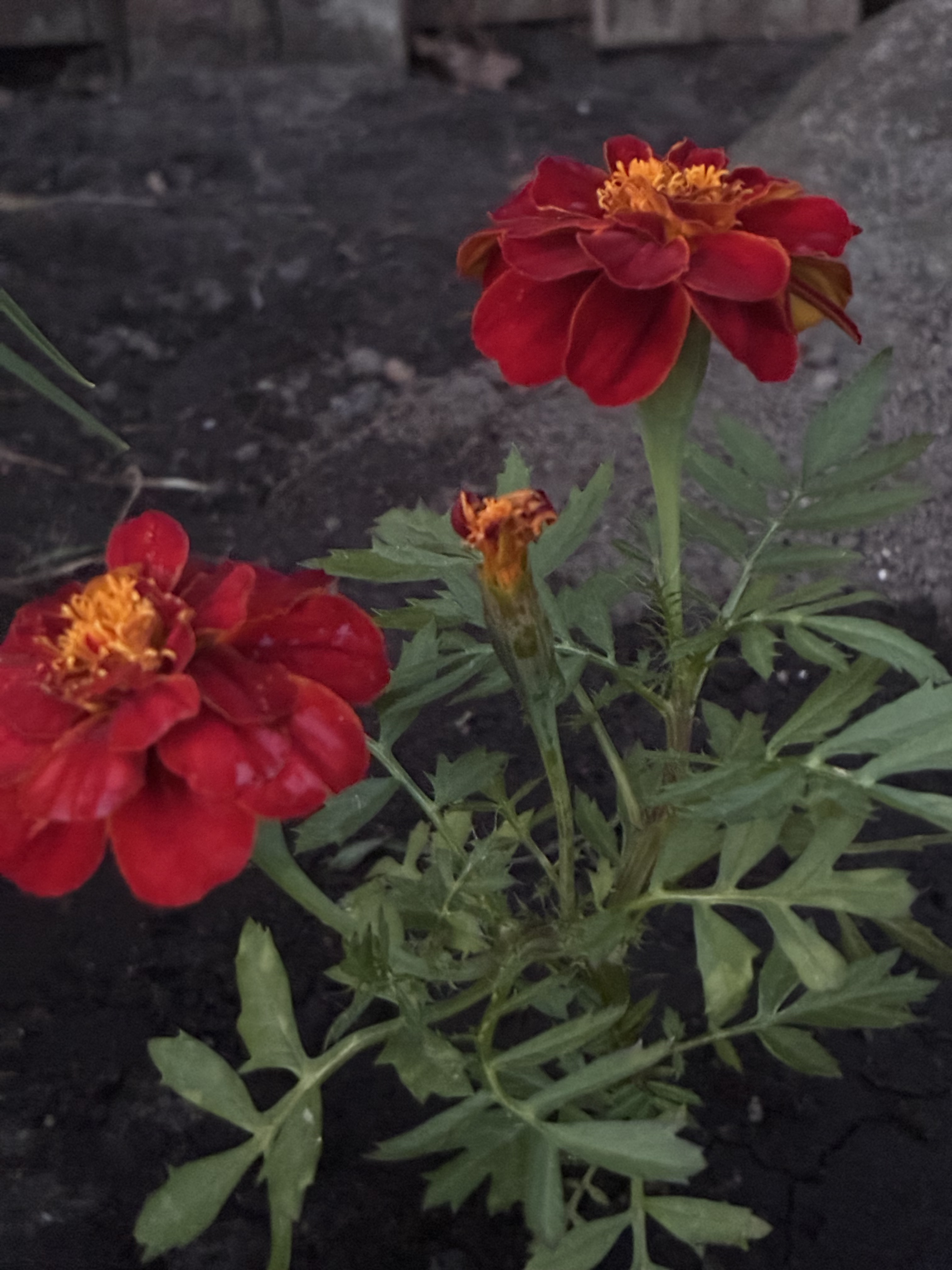 Planting work