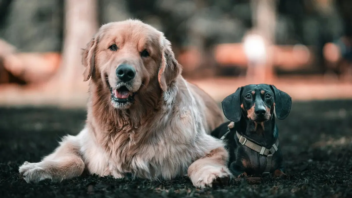 Losing a Pet: How it Affects Other Animals
