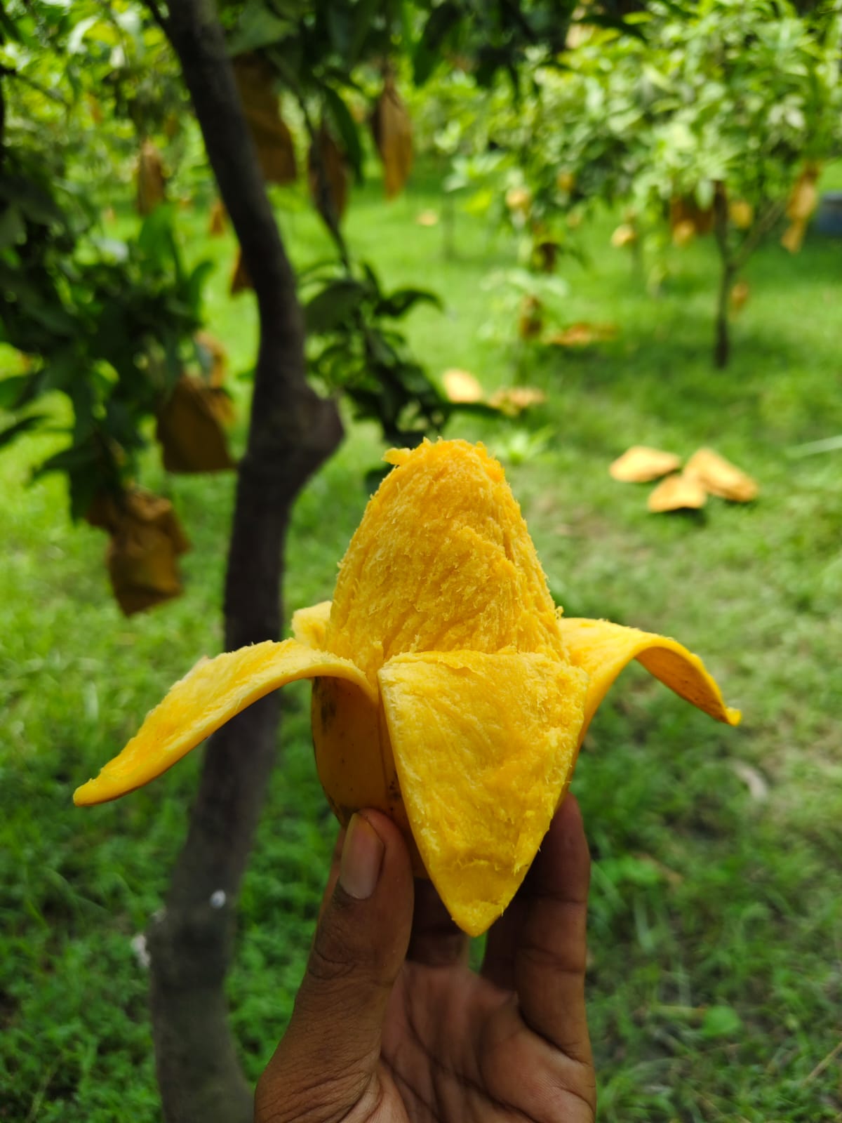 কাটিমন আম | Katimon mango view 2