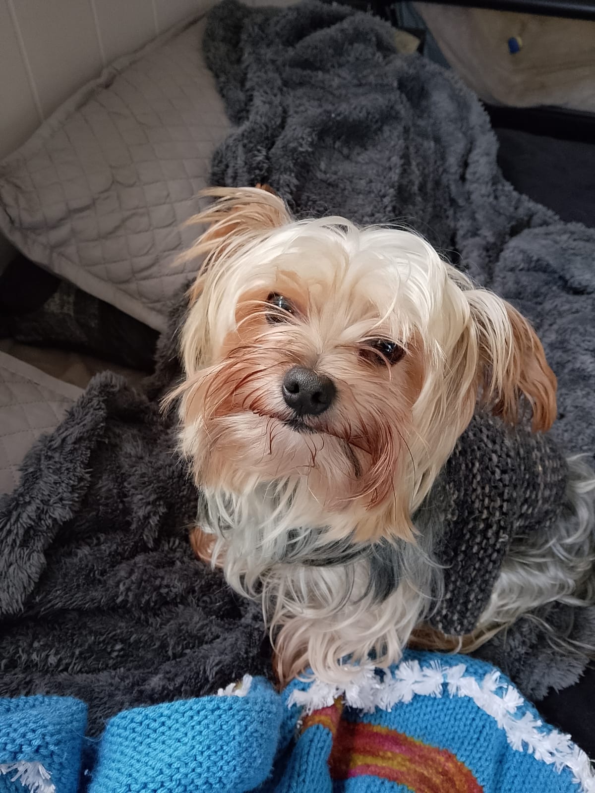 Milo a friendly male Yorkshire Terrier rescue dog wearing a grey sweater