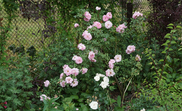 600-DSC05485.jpg