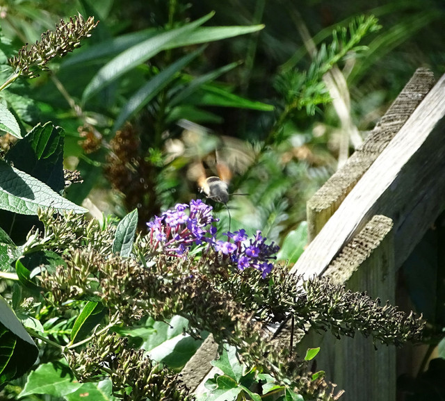 DSC08289.jpg
