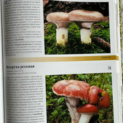 comp IMG 0320