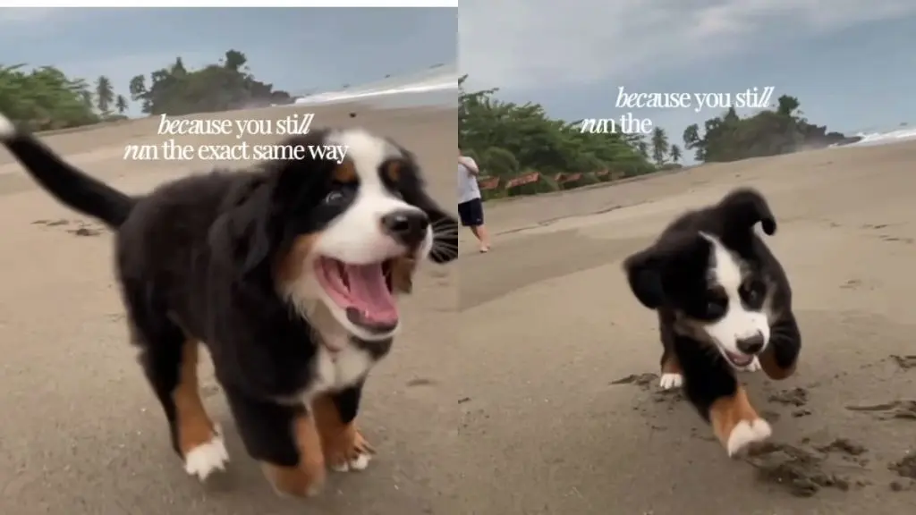 Dogs Retain Quirks from Puppyhood