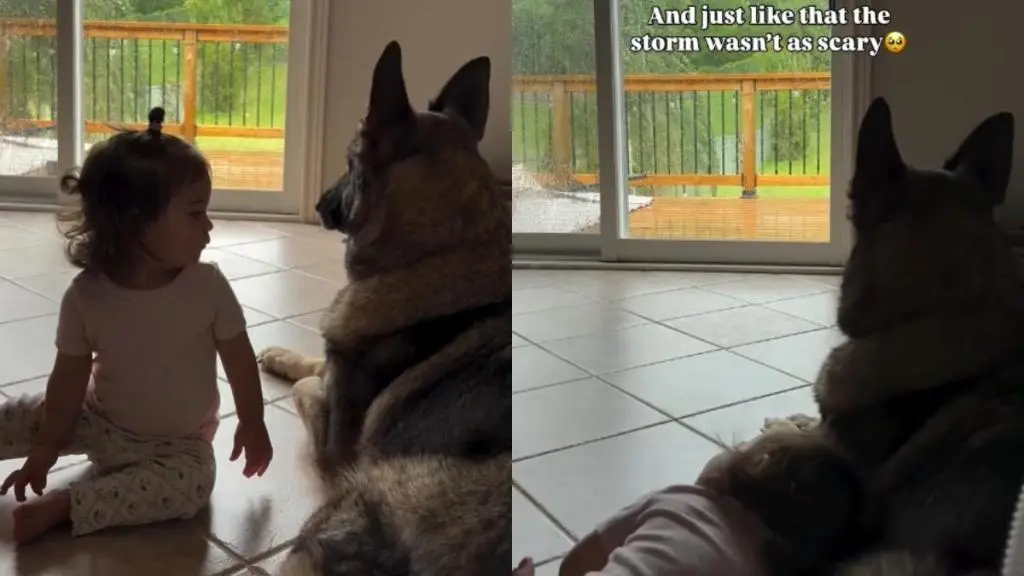 Toddler Comforts Rain-Frightened Dog with Sweet Gesture