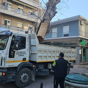 Δεντρο πλατεια Λαου013