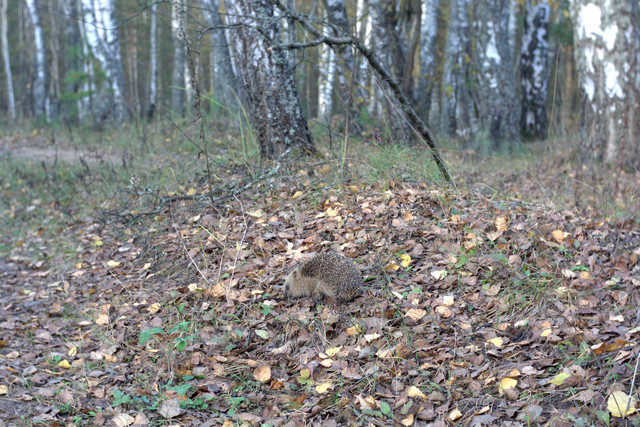 DSC7471-result.jpg