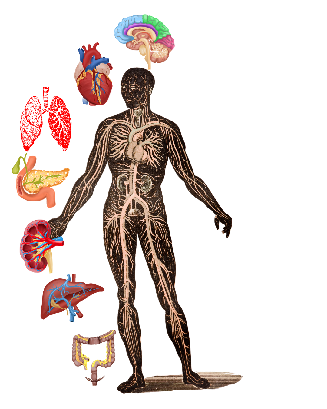 Fisiologia 360 — Plataforma
