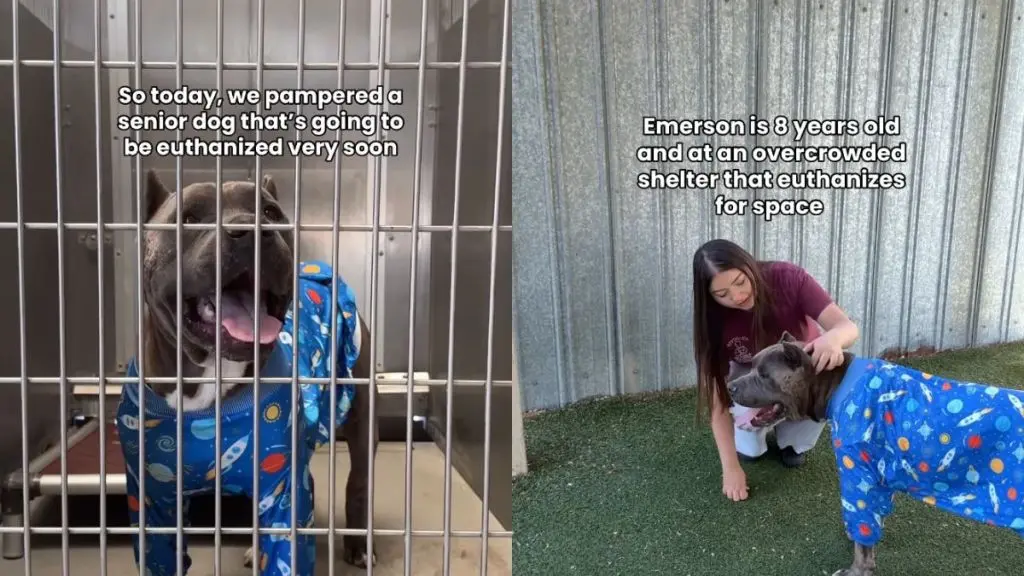 Older Shelter Dog Overlooked Despite Scars and Charm