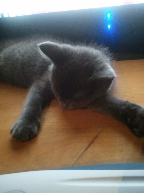 Kitten Day2.jpg
