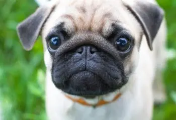 Essential Items for Your New Pug Puppy: A Comprehensive Guide