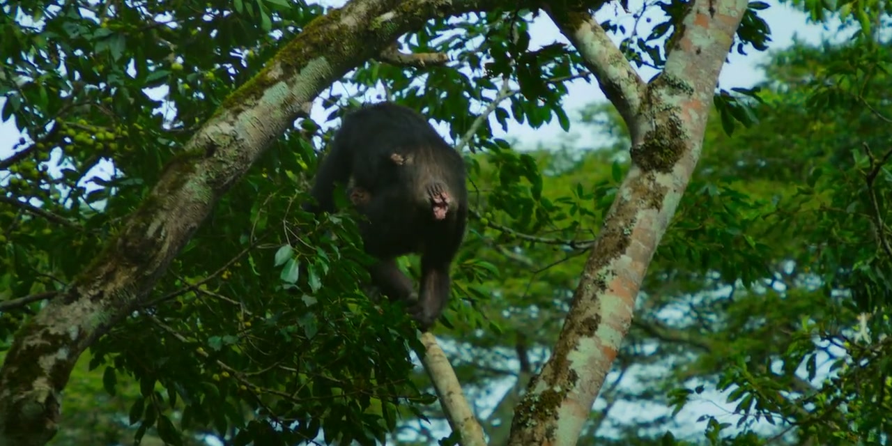 Chimp Empire Screenshot
