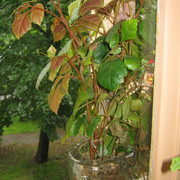 IMG 6486