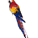 junglebird4