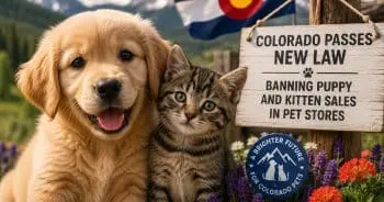 Colorado Bans Pet Store Sales of Puppies and Kittens