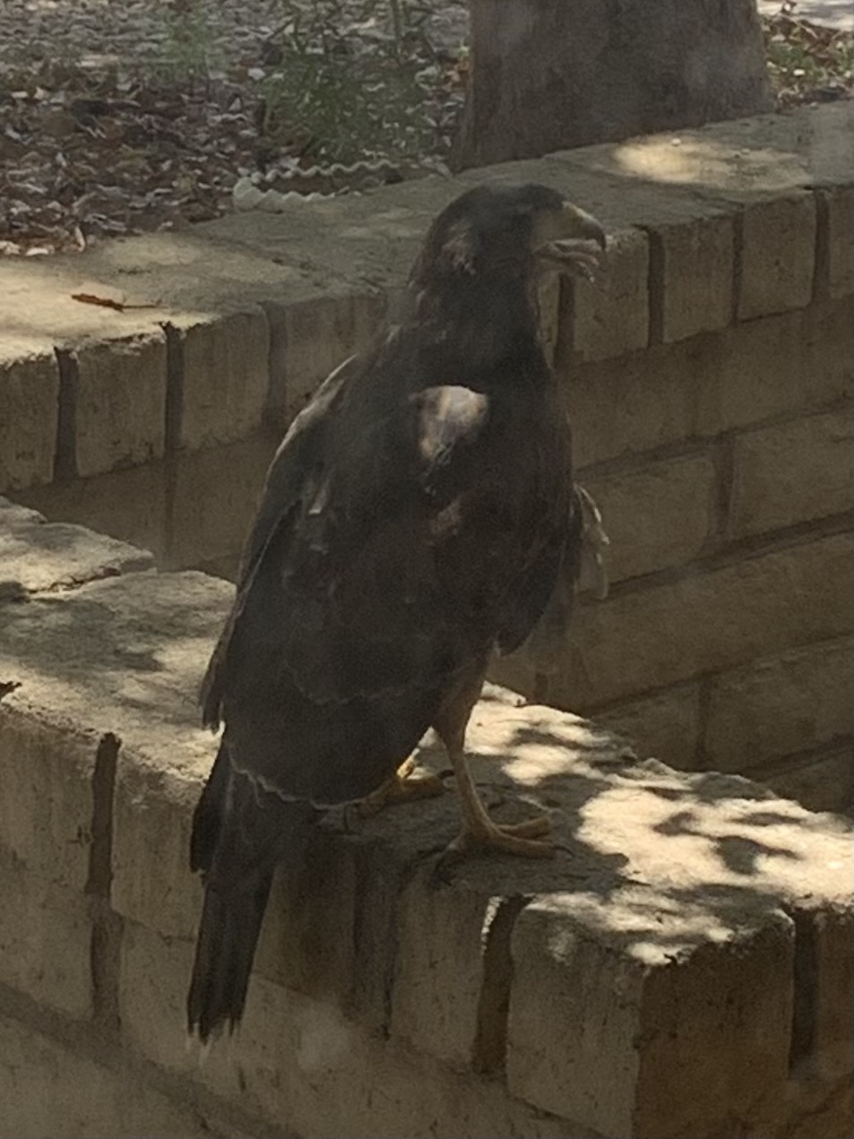 最近認識された鳥の写真