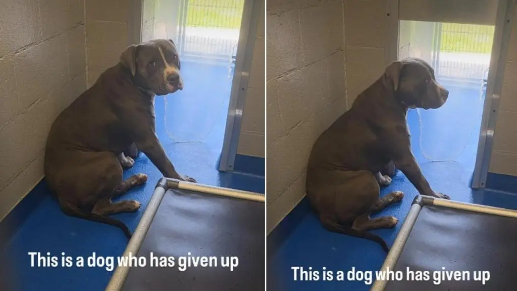 Shelter Dog's Desperate Plight