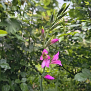 Gladiolus