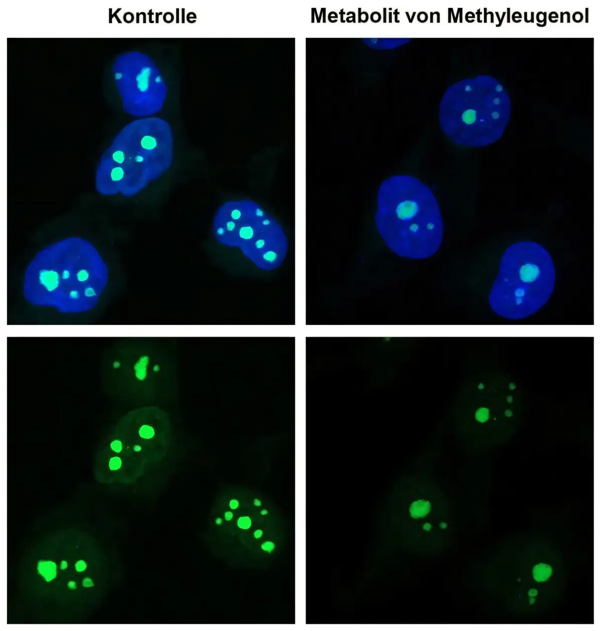 Compound in Basil and Fennel May Cause DNA Damage