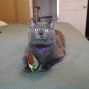 Fishy Taco