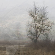 trees