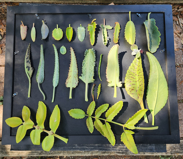 Leaves