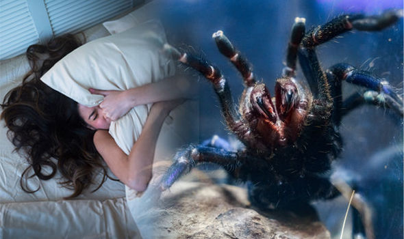 spider dream meaning