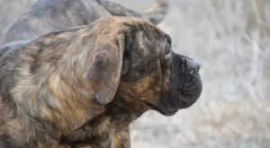 Unlock Your Pitbull's Best Skin and Coat Health