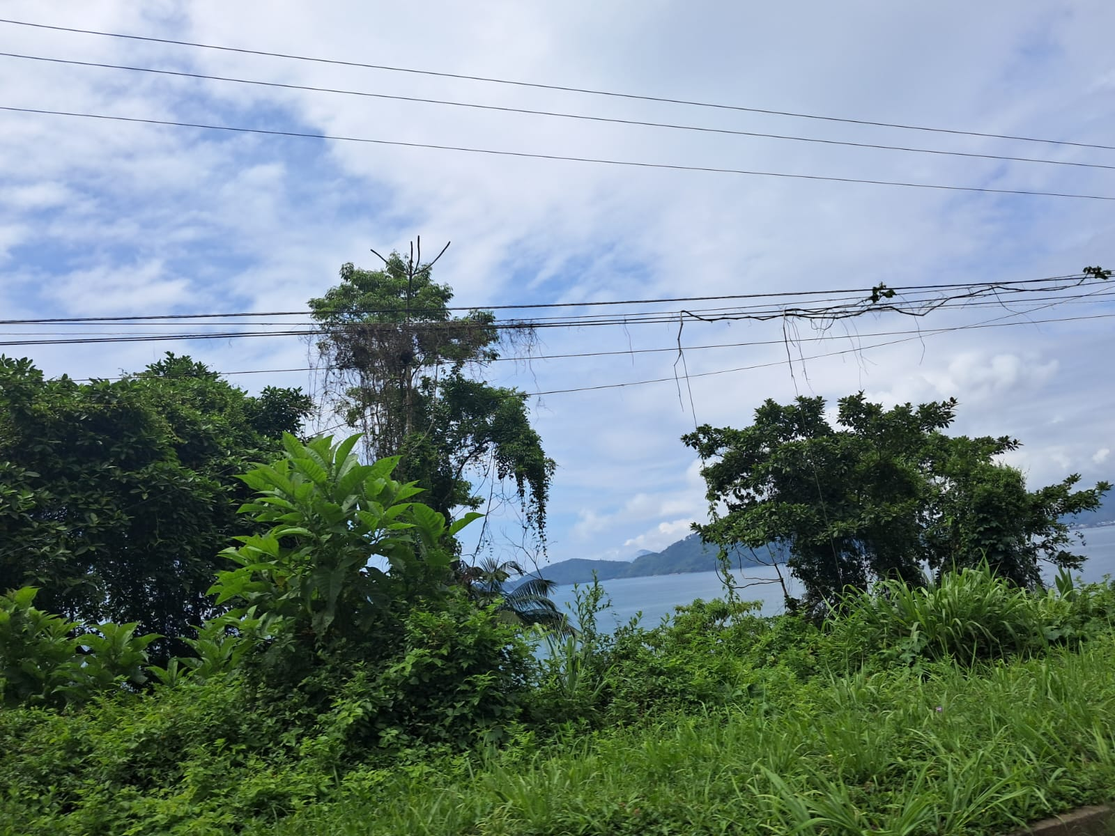 Nature taking over typical south american wires