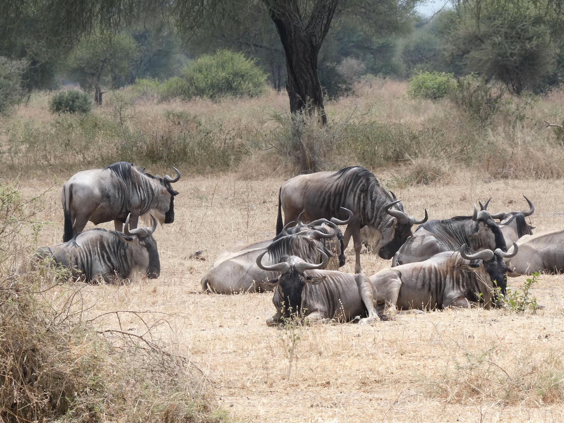 Lake Manyara National Park