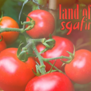 Tomato