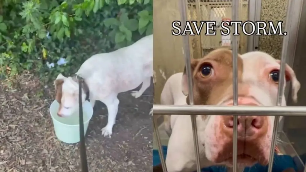 Dog Awaits Home After 500 Days in Shelter