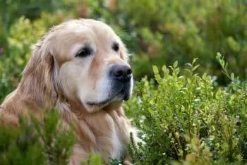 Is Your Dog's Age Causing Discomfort?