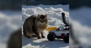 Man Uses Tiny RC Cars and Drones to Feed Hungry Stray Animals