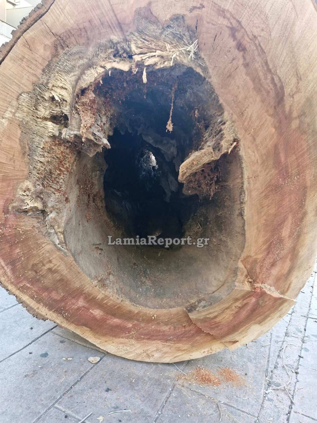 Δεντρο πλατεια Λαου006