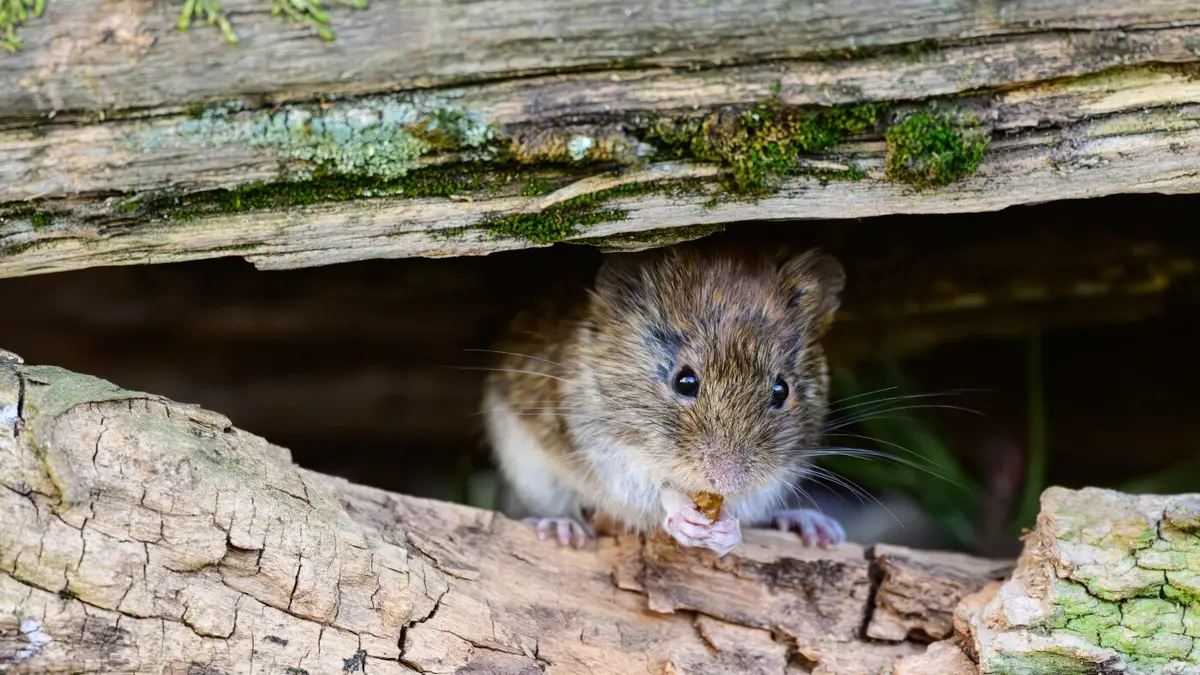 Cruise Ship Hantavirus: Rare Human Spread Possible