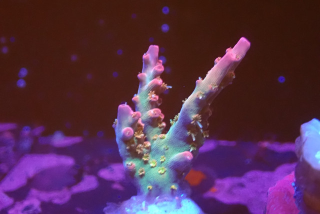 Pinky The Bear Acropora Coral