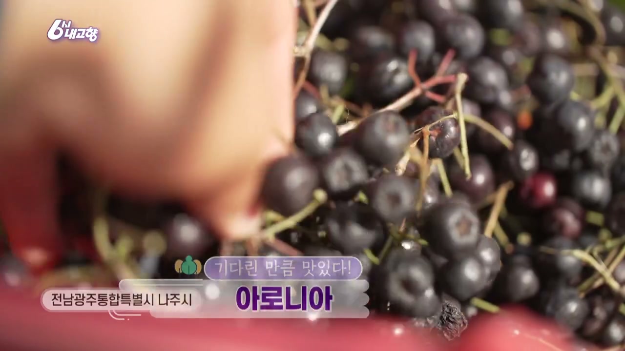 6시내고향 나주 아로니아 추가 캡처 1