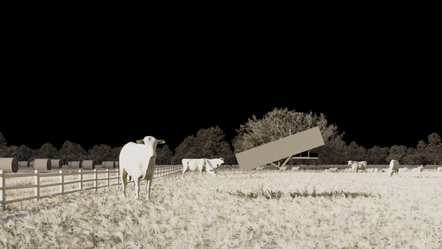 1 sheep rawcomp