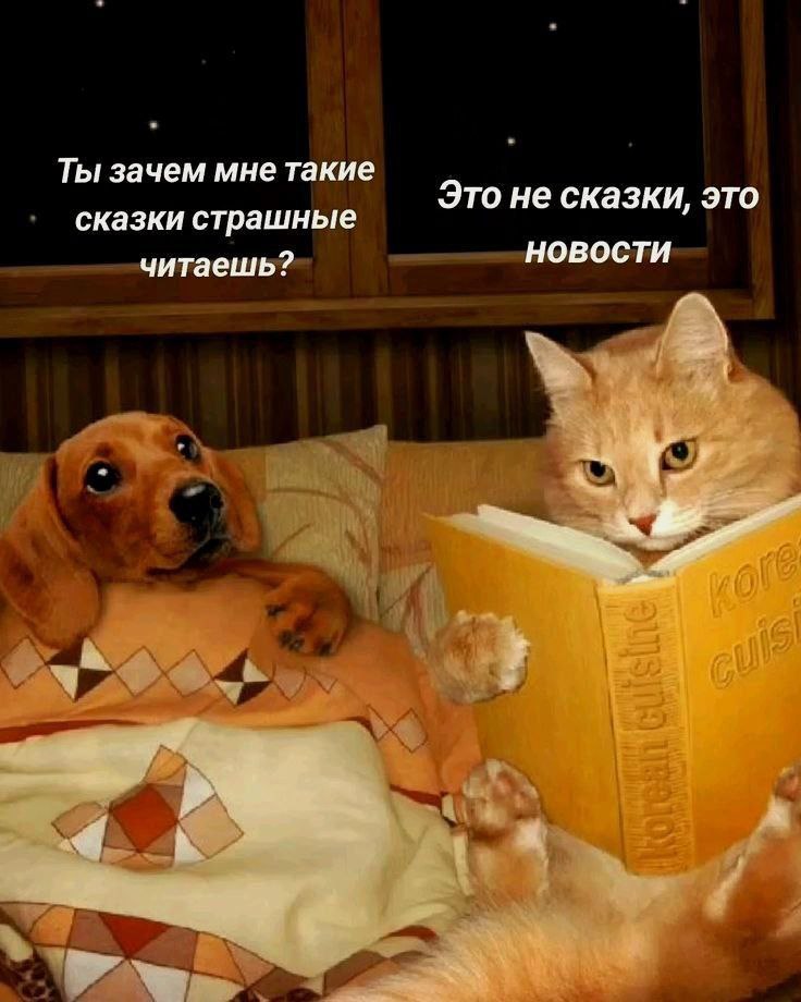 https://i.ibb.co/VcS2dmLT/88c.jpg